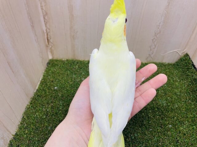オカメインコ