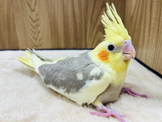 オカメインコ