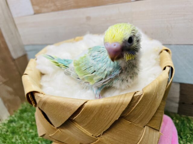 セキセイインコ