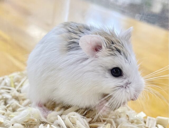 ロボロフスキーハムスター