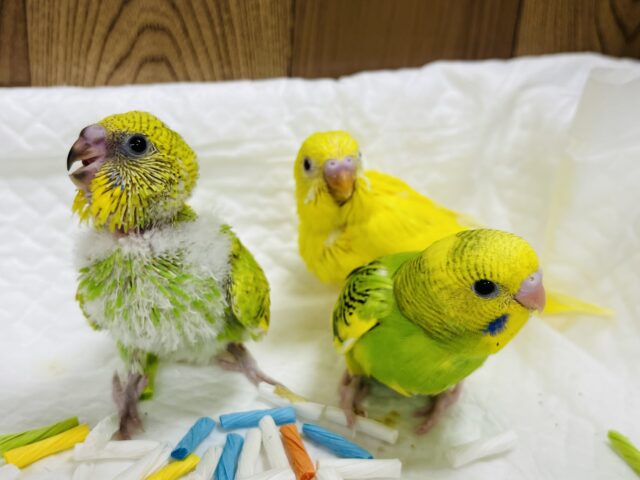 セキセイインコ