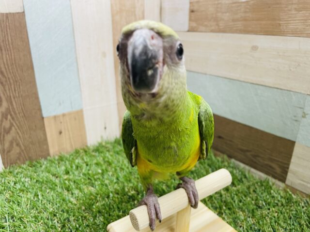 セネガルパロット