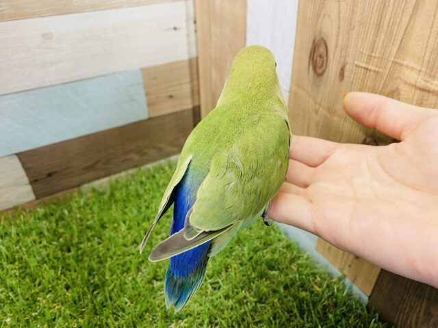 コザクラインコ（小桜インコ）