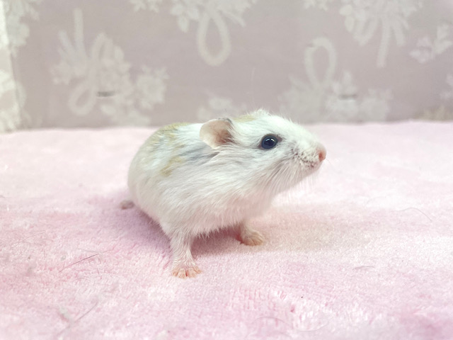 ロボロフスキーハムスター