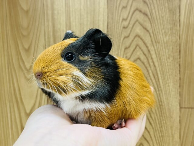 イングリッシュモルモット