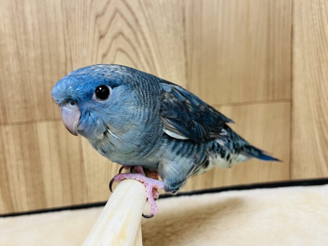サザナミインコ