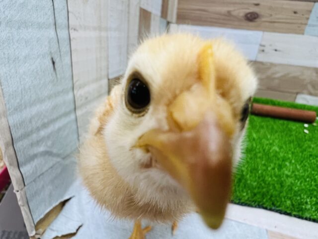 ボリスブラウン