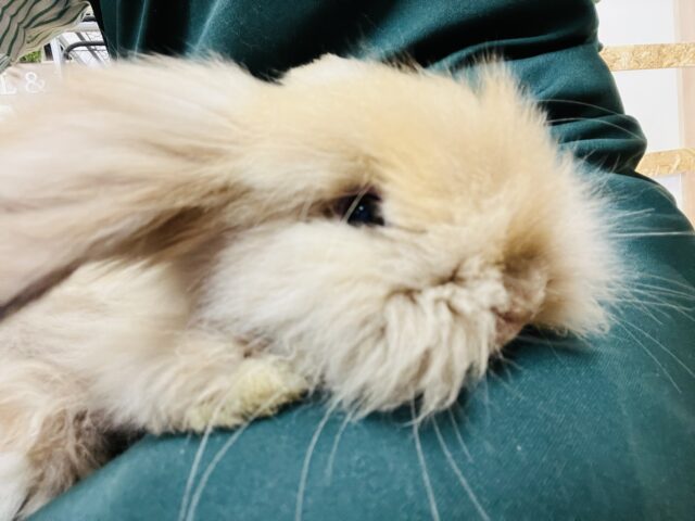 アメリカンファジーロップ