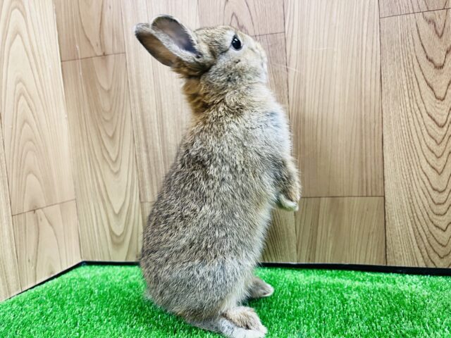 ネザーランドドワーフ