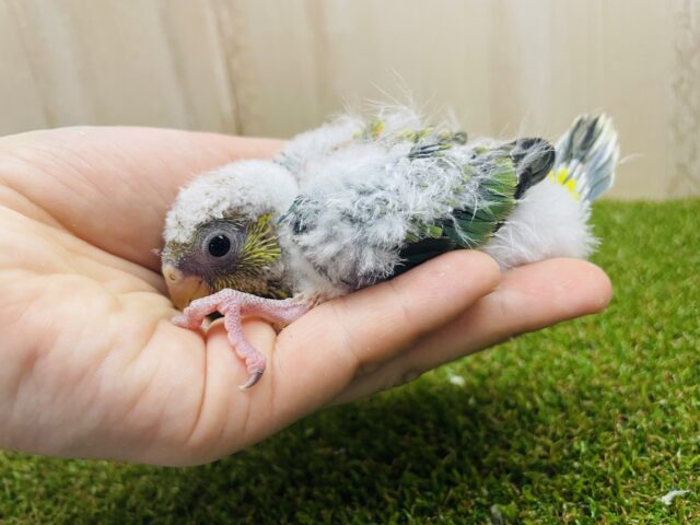 ビセイインコ（美声インコ）