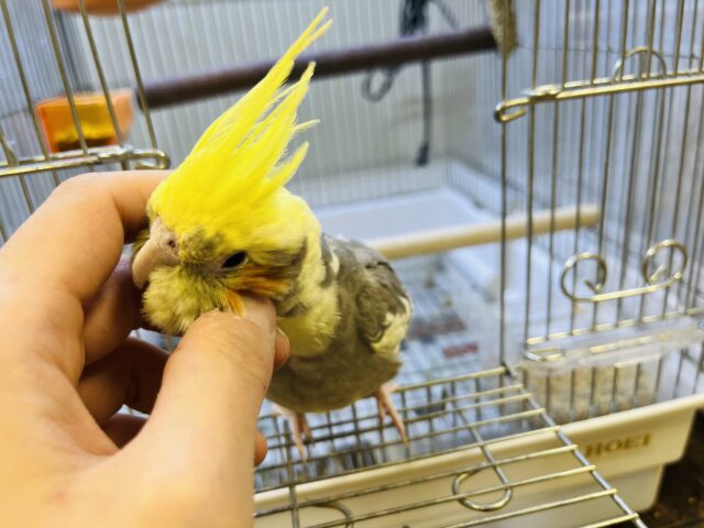 オカメインコ