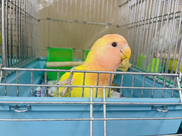 コザクラインコ（小桜インコ）