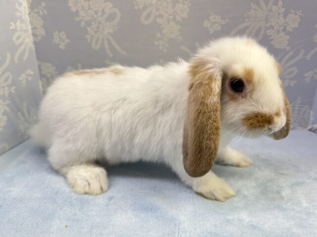 ロップイヤーラビット