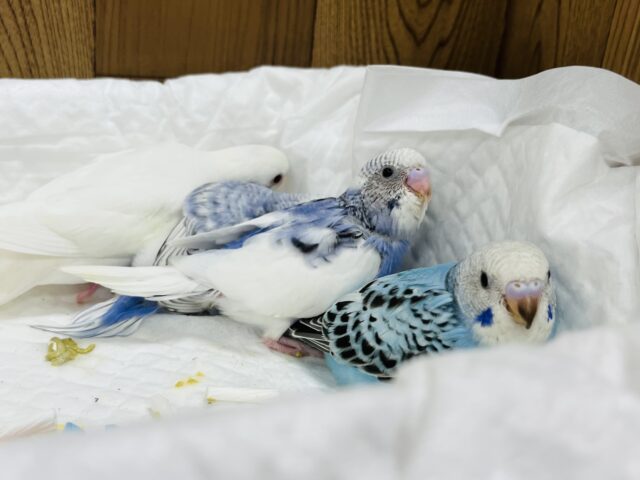 セキセイインコ