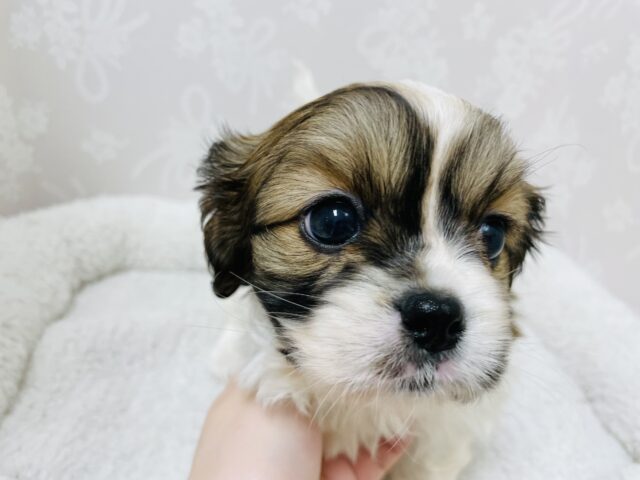 キャバペキ（ペキキャバ）