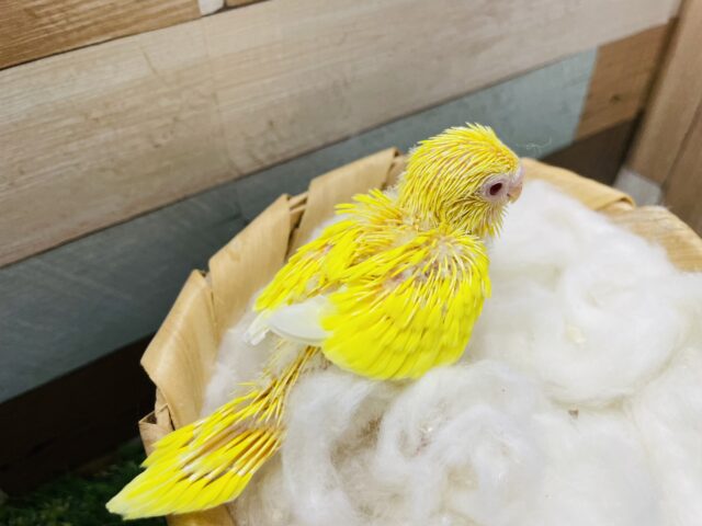 セキセイインコ