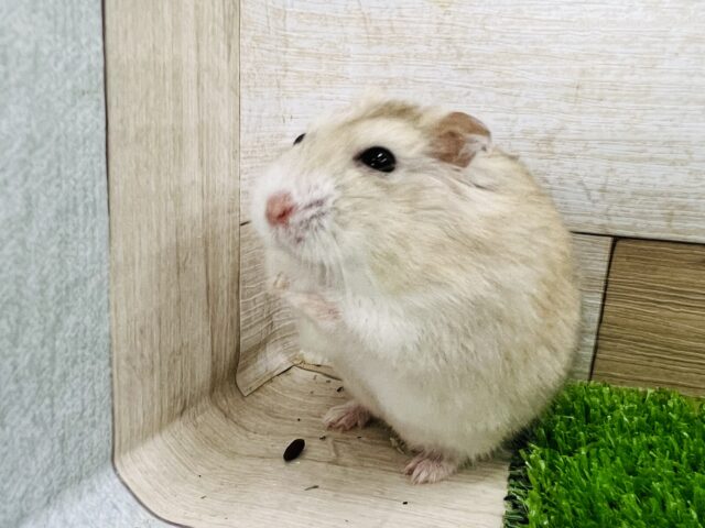 ジャンガリアン