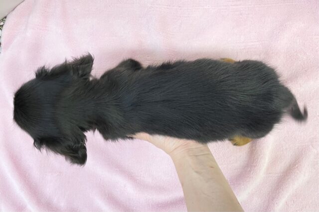 カニンヘンダックス