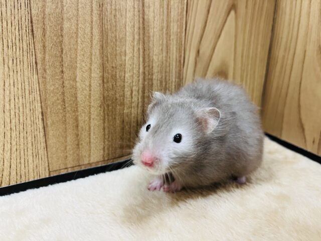 ゴールデンハムスター