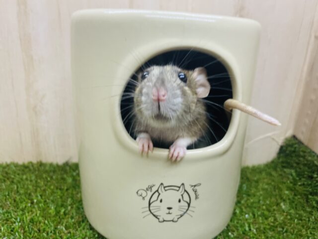 ファンシーラット