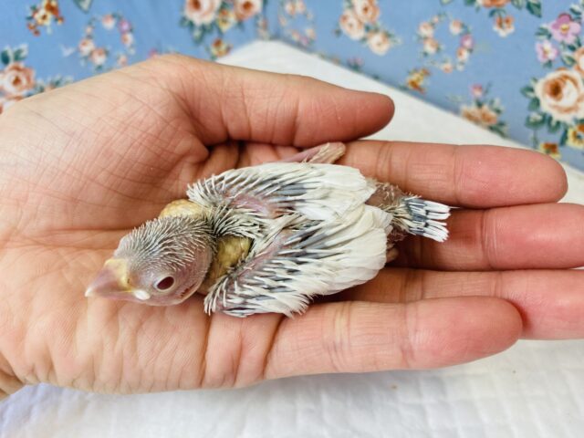 シルバーイノ文鳥