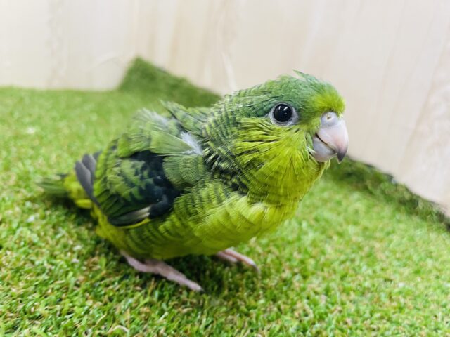 サザナミインコ