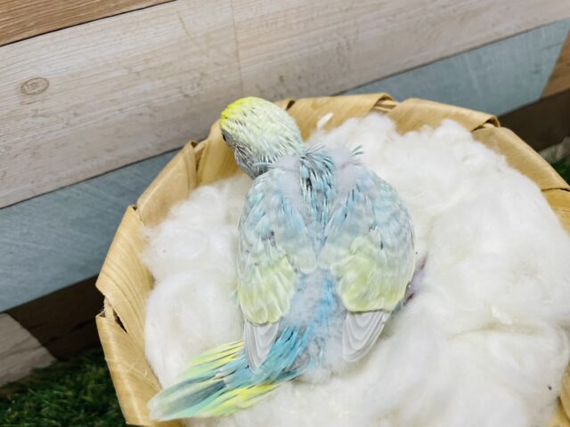 セキセイインコ