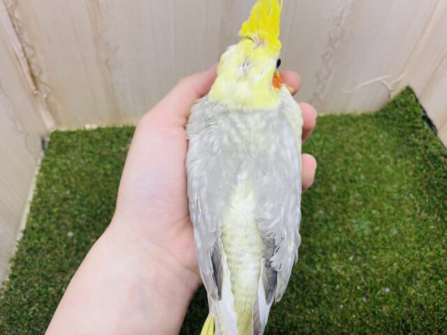オカメインコ