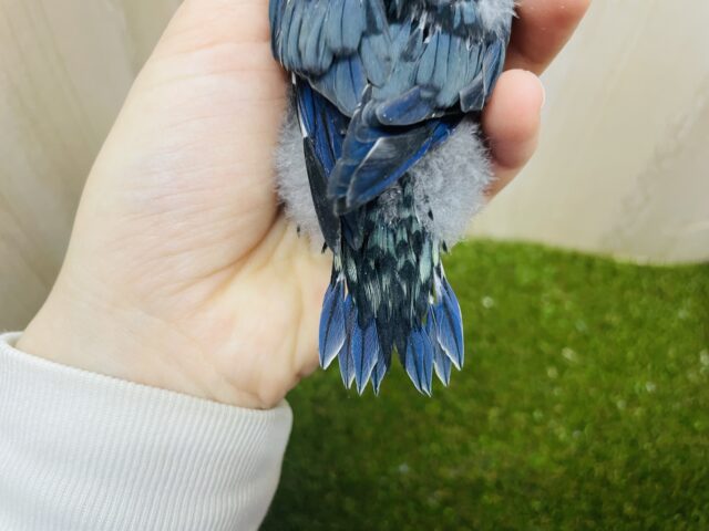 サザナミインコ
