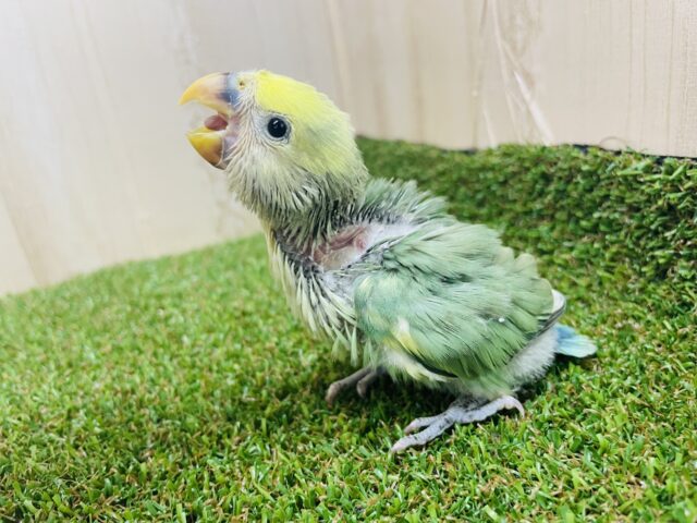 コザクラインコ（小桜インコ）