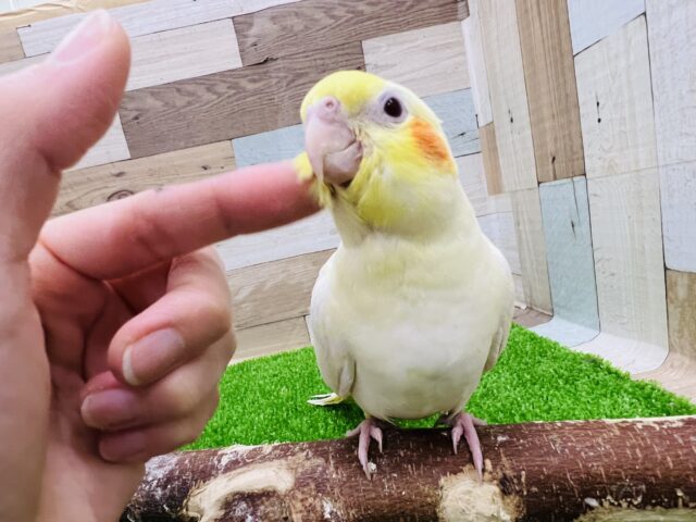 オカメインコ