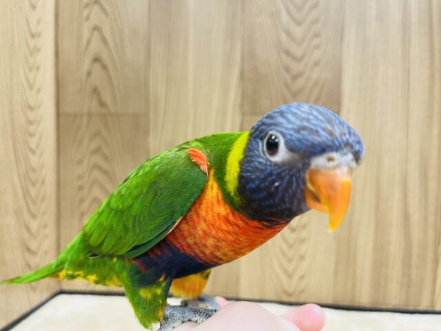 ゴシキセイガイインコ