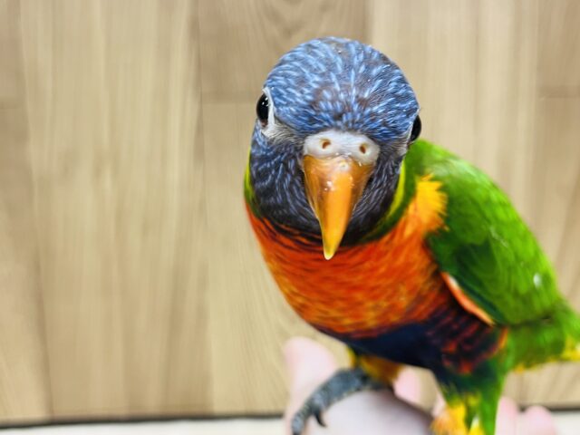 ゴシキセイガイインコ