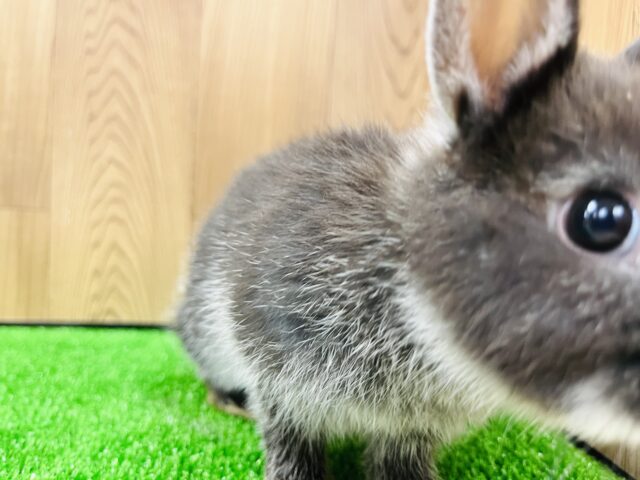 ネザーランドドワーフ