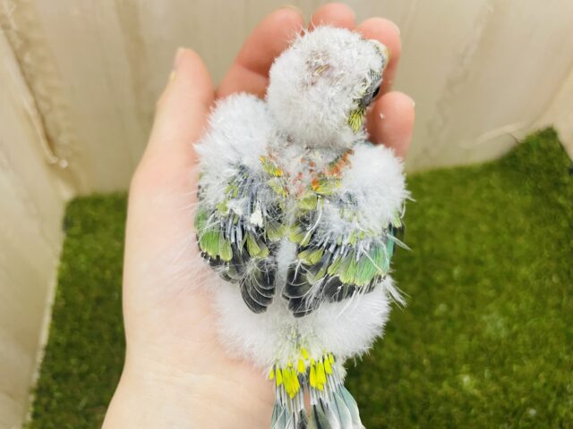 ビセイインコ（美声インコ）