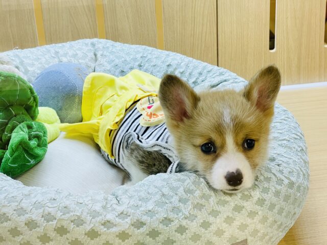 ウェルシュコーギー・ペンブローグ