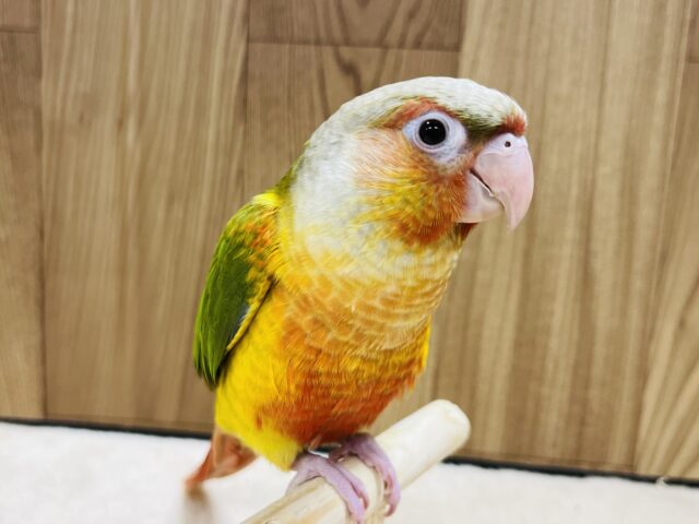 ホオミドリウロコインコ