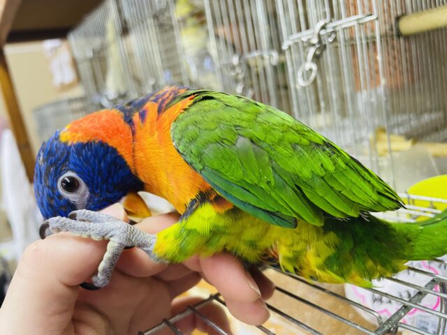 アカエリゴシキセイガイインコ