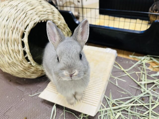 ネザーランドドワーフ