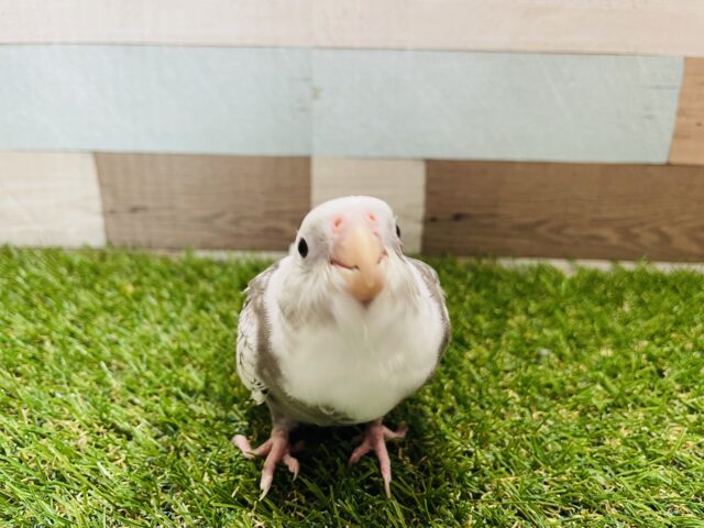 オカメインコ