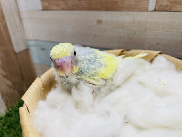セキセイインコ