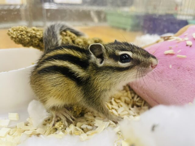 シマリス（ノーマル）