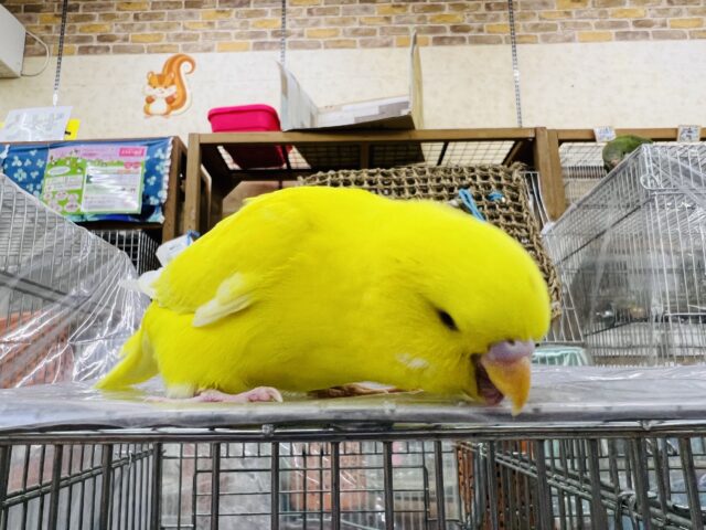 ジャンボセキセイインコ