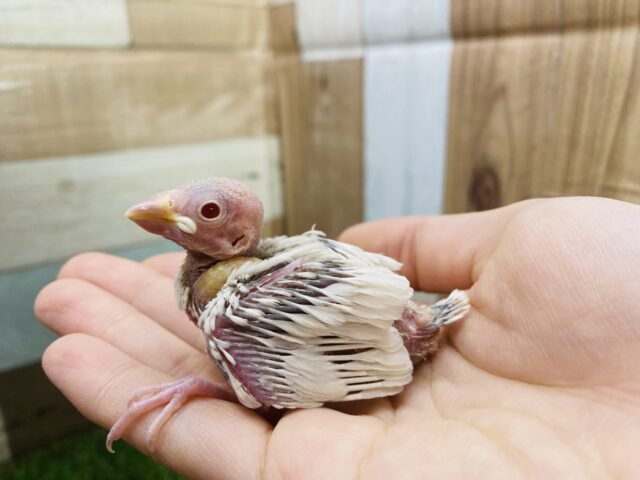 シルバーイノ文鳥