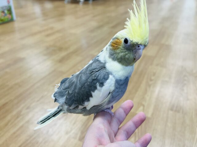 オカメインコ