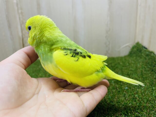 セキセイインコ