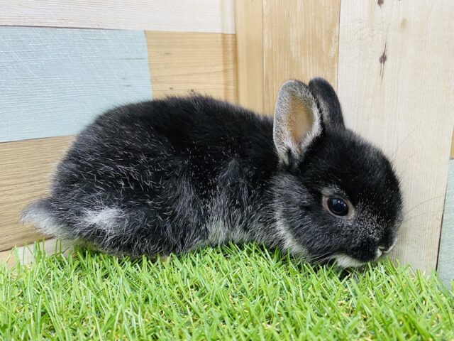 ネザーランドドワーフ