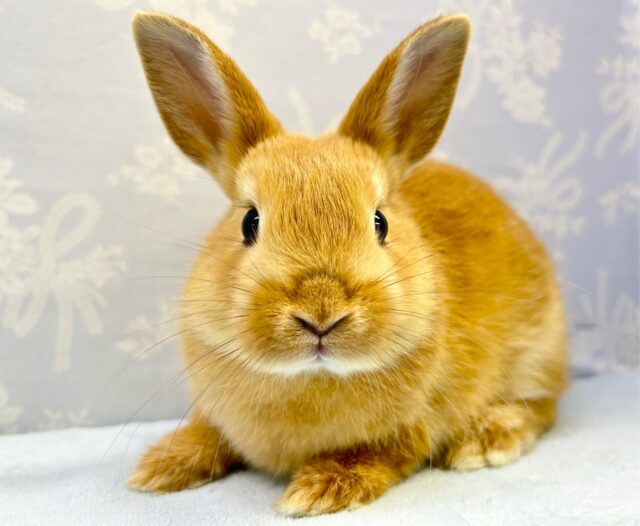 ネザーランドドワーフ