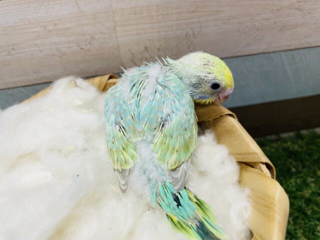 セキセイインコ
