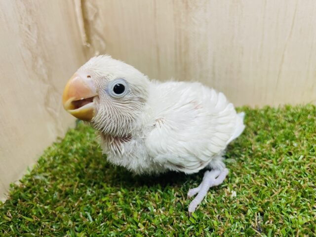 シロボタンインコ